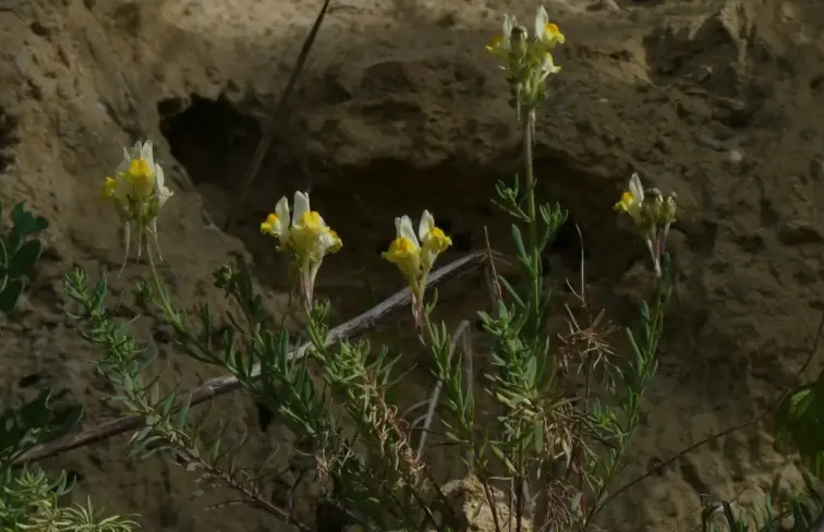 Uma planta fina, com cinco caules verdes e flores amarelas, plantada na natureza.